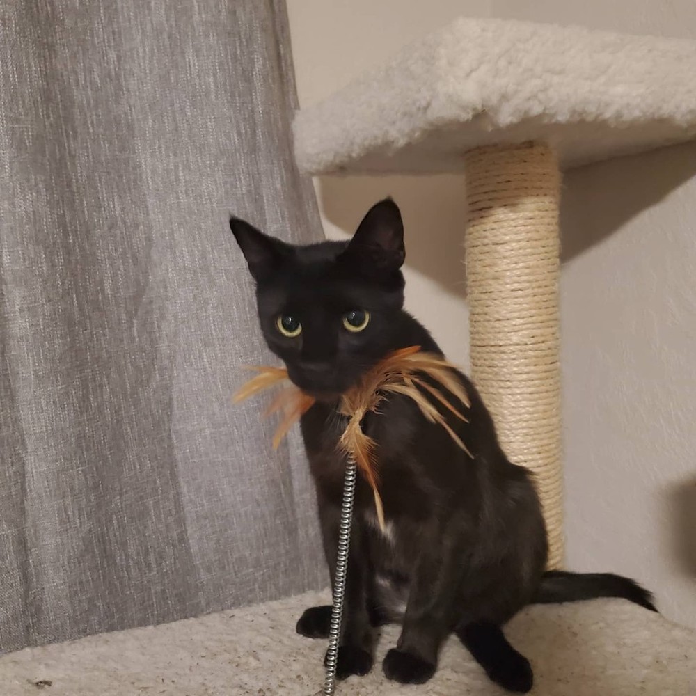 Meet your Posher, Posh